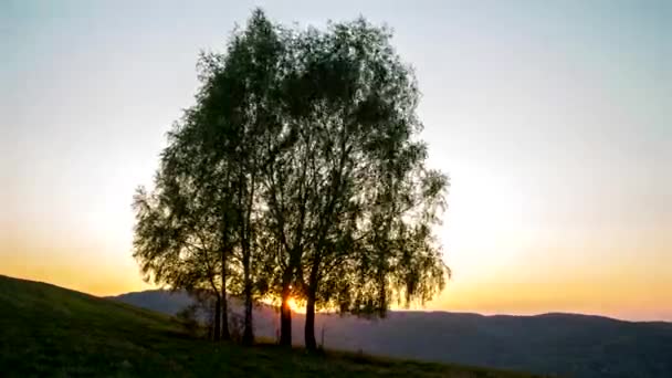 Sonnenuntergang Timelapse Baum Slowakei — Stockvideo