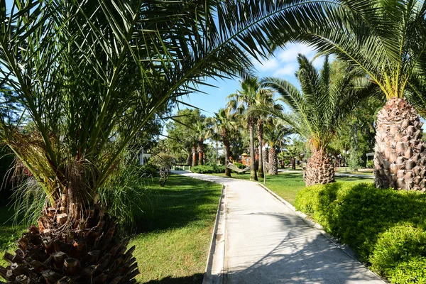 Vackra palm träd trädgård, Kuşadası, Turkiet — Stockfoto