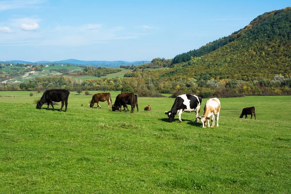 Cows grazing on a green meadow — Stock Photo, Image