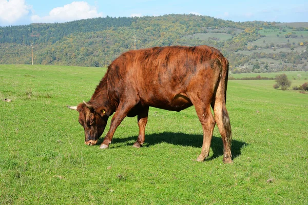 Cow grazing on a green meadow — Stock Photo, Image