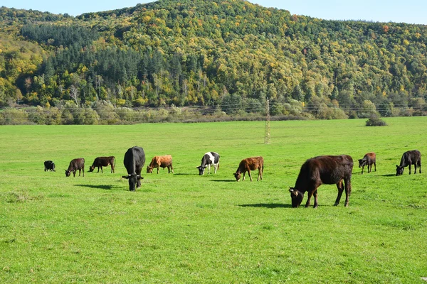 Cows grazing on a green meadow — Stock Photo, Image