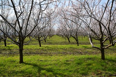 Satır bir meyve bahçesi çiçeklenme badem ağaçları