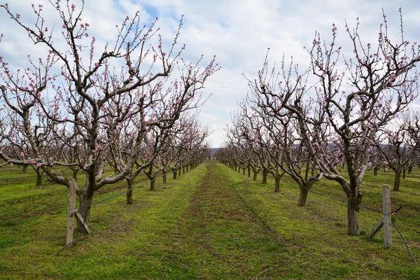 Reihen blühender Kirschbäume in einem Obstgarten — Stockfoto