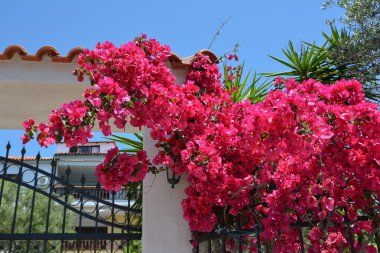 Bir çit pembe begonviller çiçekler