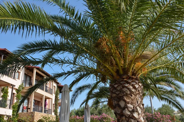 Palmiye ağaçları mavi berrak gökyüzü karşı — Stok fotoğraf