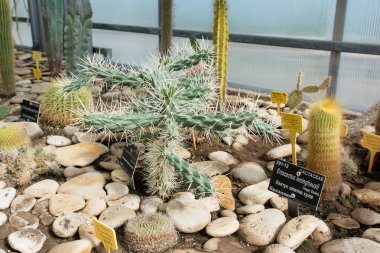 Kaktüsler bir Botanik Bahçesi, Balchik, Bulgaristan