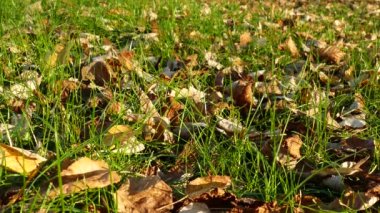 Parkta renkli sonbahar yaprakları. Yeşil çimlere düşen yapraklar doğal arka plan, Burgaz, Bulgaristan.
