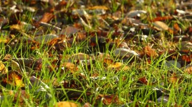 Parkta renkli sonbahar yaprakları. Yeşil çimlere düşen yapraklar doğal arka plan, Burgaz, Bulgaristan.