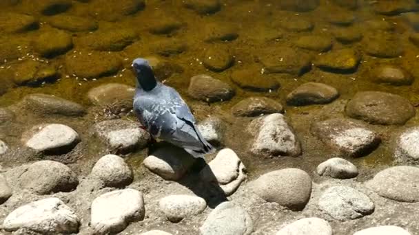 Pigeon Sur Rive Lac Avec Une Eau Claire Transparente — Video