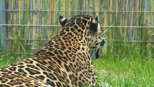 Jaguar Panthera Onca Een Dierentuin Dieren Het Wild — Stockvideo