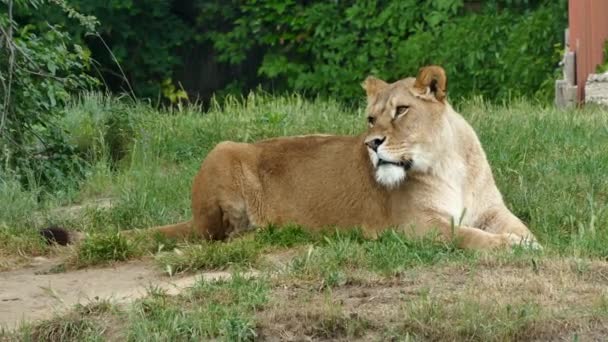 Leão Africano Num Jardim Zoológico Animais Selvagens — Vídeo de Stock