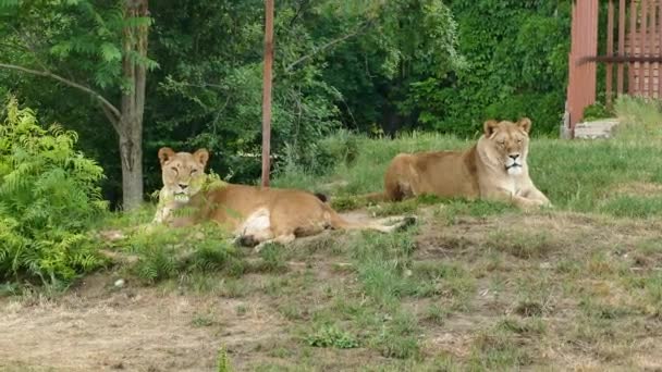 Африканские Львы Зоопарке Животные — стоковое видео