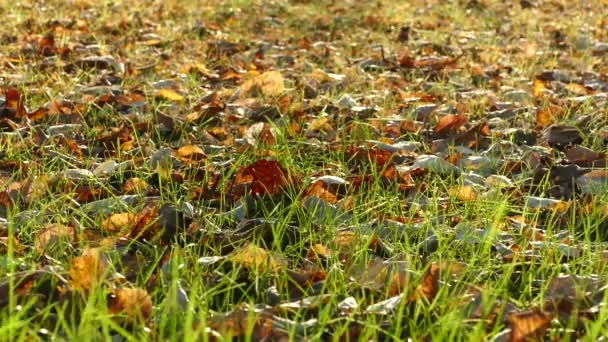 Πολύχρωμο Φθινόπωρο Φύλλωμα Στο Πάρκο Πτώση Φύλλων Πράσινο Γρασίδι Φυσικό — Αρχείο Βίντεο