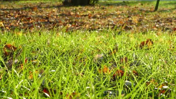 Barevné Podzimní Listí Parku Falling Leaves Green Grass Natural Background — Stock video