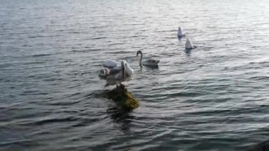 Bulgaristan 'ın Burgaz kenti yakınlarındaki Karadeniz' de kuğular. Whooper swan, Cygnus cygnus.