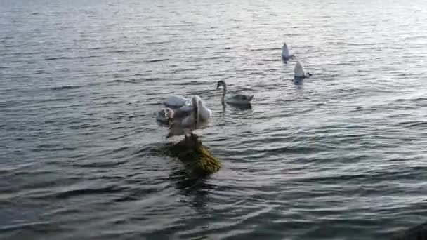 Cisnes Mar Negro Cerca Burgas Bulgaria Cisne Cisne Cygnus Cygnus — Vídeo de stock