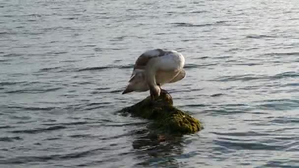 Cisne Mar Negro Cerca Burgas Bulgaria — Vídeo de stock