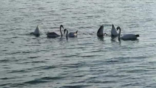 Cisnes Mar Negro Cerca Burgas Bulgaria Cisne Cisne Cygnus Cygnus — Vídeo de stock