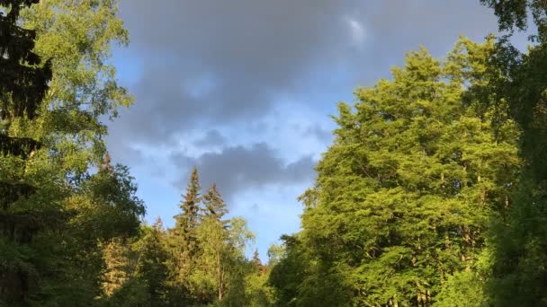 Parque Natural Vitosha Perto Sofia Bulgária Pontes Douradas Área Nebulosa — Vídeo de Stock