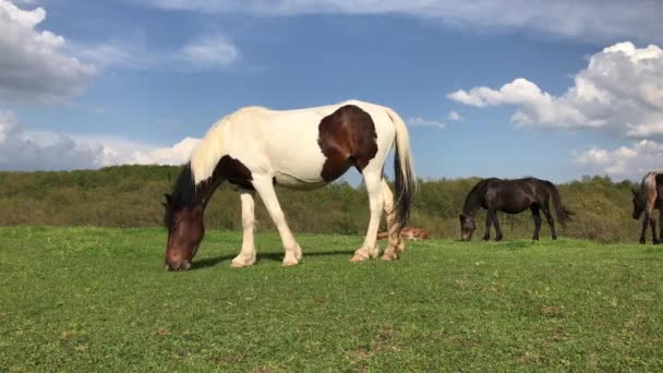 Mandria Cavalli Pascolo Prato Verde Montagna Montagna Strandzha Bulgaria — Video Stock