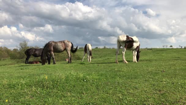 Hjordar Hästar Som Betar Grön Bergsäng Strandzha Berget Bulgarien — Stockvideo