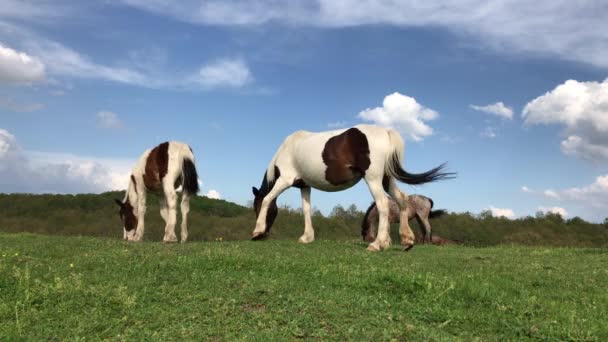 Hjordar Hästar Som Betar Grön Bergsäng Strandzha Berget Bulgarien — Stockvideo