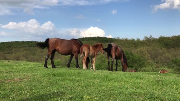 Mandria Cavalli Pascolo Prato Verde Montagna Montagna Strandzha Bulgaria — Video Stock