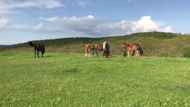 Hjordar Hästar Som Betar Grön Bergsäng Strandzha Berget Bulgarien — Stockvideo