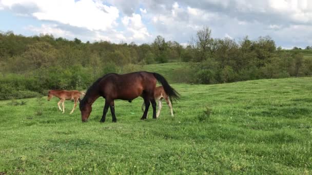 Manada Caballos Pastando Prado Montaña Verde Montaña Strandzha Bulgaria — Vídeo de stock