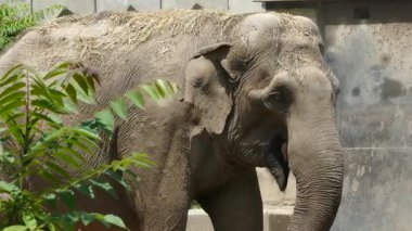 Hayvanat Bahçesi Çevresindeki Asya Fili Doğal Hayatı Koruma Konsepti