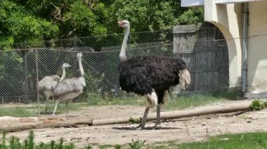 Federal Hayvan Parkı 'nda Uçamayan Büyük Afrika Devekuşları