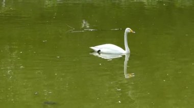 Beyaz kuğular gölette huzur içinde yüzüyor.