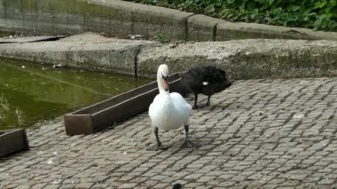 Siyah ve beyaz kuğular parkta bir göletin kenarında dinleniyor.