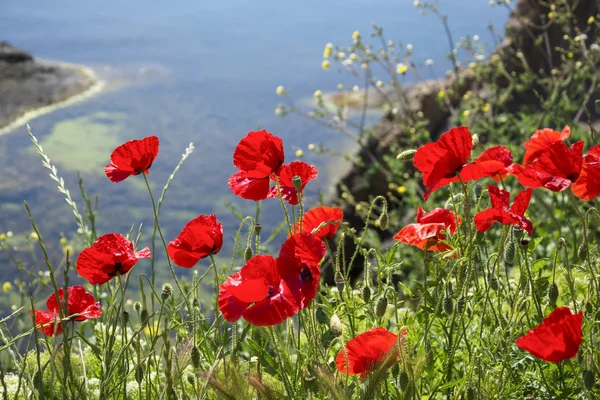 Röd vallmo vid havet — Stockfoto