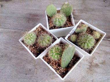 actus ahşap tablec üzerinde