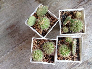 actus ahşap tablec üzerinde