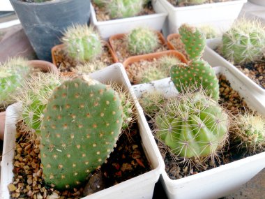 actus ahşap tablec üzerinde