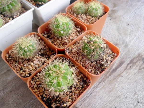 Cactus sobre mesa de madera —  Fotos de Stock