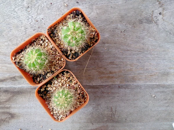 Cactus Sur Table Bois Plan Rapproché — Photo