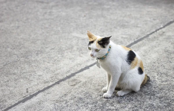 Vita och svarta katt är Sleepy, Sömnig katt. — Stockfoto