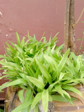 Murdannia loriformis (Hassk.) Rao et Kammathy ile kanser tedavisi.