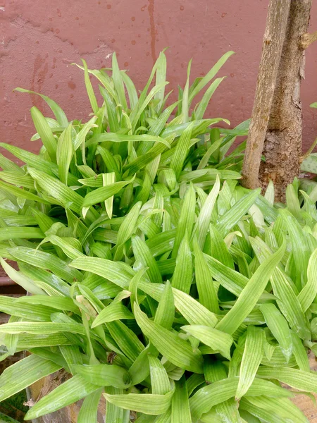 Murdannia loriformis (Hassk.) Rao et Kammathy with cancer treatment. — Stock Photo, Image