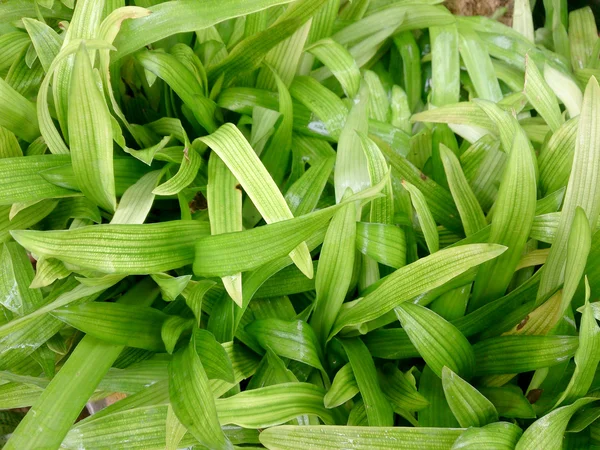 Murdannia loriformis (Hassk). Рао і Kammathy з лікування раку. — стокове фото