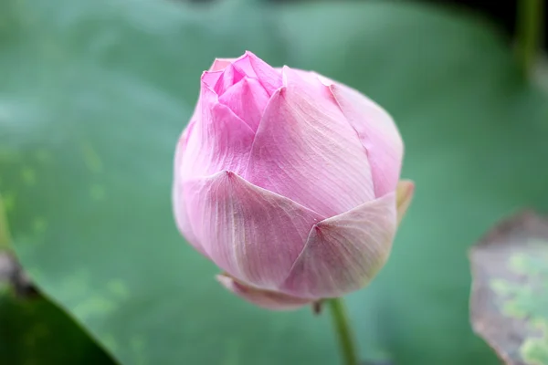 非常柔软的粉色荷花或水百合盛开在池塘上焦点 — 图库照片