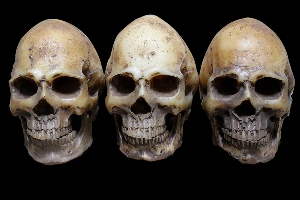 Impresionante, grupo de cráneo, sobre fondo negro, estilo Bodegón — Foto de Stock