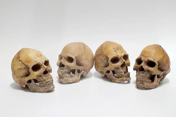 Calavera Humana Aislada Sobre Fondo Blanco — Foto de Stock