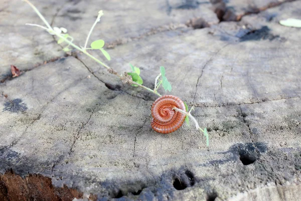 Milpiés. milpiés uno. Millipede enrollado. Millipedes rizo en madera con hierba — Foto de Stock