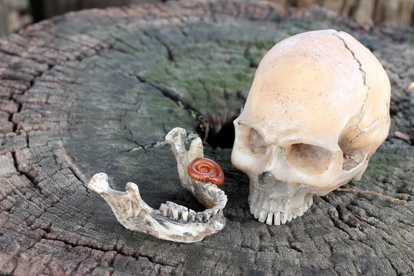 Human skull with Millipede on old wood in the forest, still life style. — Stock Photo, Image