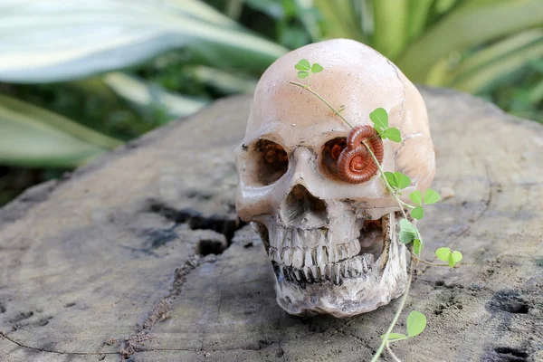 Crânio humano com Millipede em madeira velha na floresta, ainda estilo de vida . — Fotografia de Stock