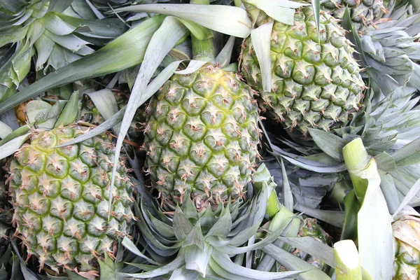 Een heleboel ananas fruit op een boerderij — Stockfoto